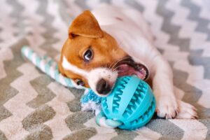 Articoli per animali a Pesaro Urbino